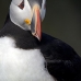 puffin_atlantic_msi_v_0970_can0583.jpg